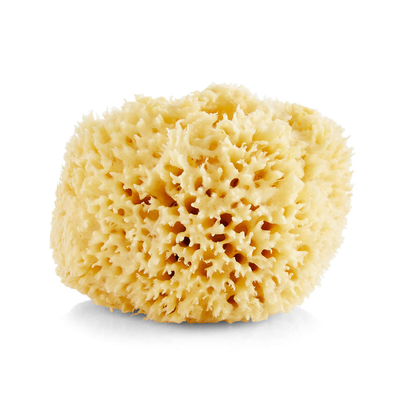 Large Sea Sponge